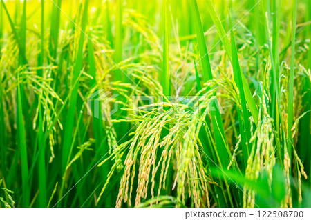 Nature of rice field on rice paddy 122508700