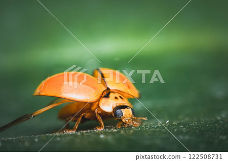 Macro of bug insect (Ladybug) on leaf in nature Macro of bug insect (Ladybug) on leaf in nature 122508731