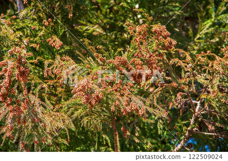 [Image material for hay fever] Cedar pollen before dispersion and male cedar flowers 122509024