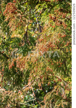 [Image material for hay fever] Cedar pollen before dispersion and male cedar flowers 122509026