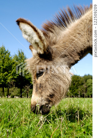 Donkey eating grass Donkey eating grass 122509209