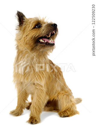 Happy dog Happy dog 122509230