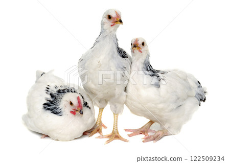 Young hens Young hens 122509234