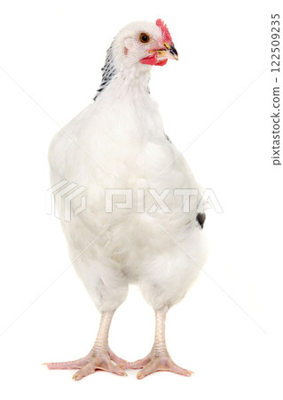 Hen on white background 122509235