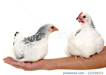 Chickens sitting on arm Chickens sitting on arm 122509251