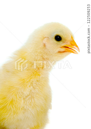 Chicken 122509253