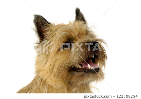 Happy dog 122509254