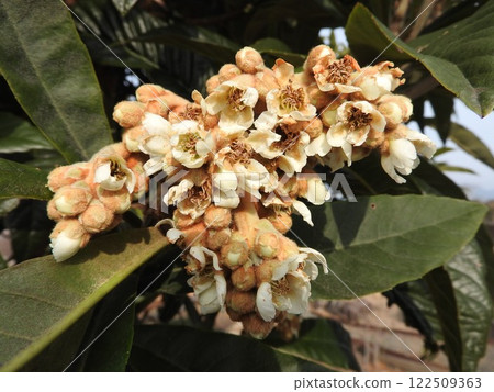 Loquat flowers bloom from autumn to winter 122509363