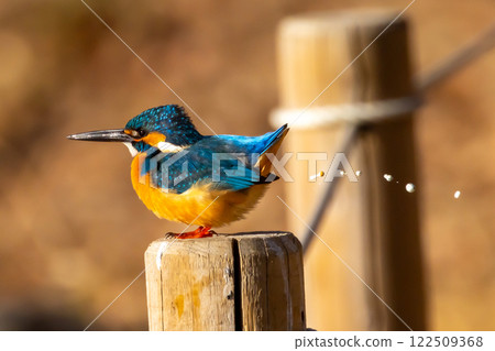 Ikebe, Kawagoe City, Saitama Prefecture, Kawagoe Aquatic Park, Kingfisher excrement on the waterside of the landscaped pond (boat pond) 122509368