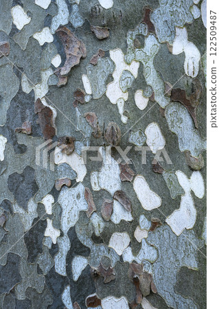 Platan or plane tree bark texture close up Platan or plane tree bark texture close up 122509487