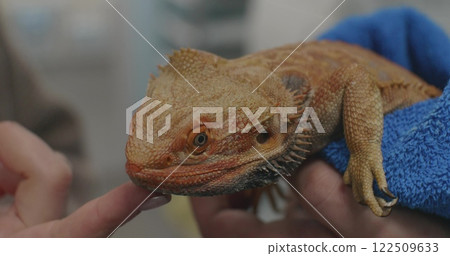 A veterinarian wearing blue gloves examines a bearded dragon, assessing its health during a routine checkup at a veterinary clinic. The doctor pets the dragon during the checkup, calming it down. A veterinarian wearing blue gloves examines a bearded dragon, assessing its health during a routine checkup at a veterinary clinic. The doctor pets the dragon during the checkup, calming it down. 122509633