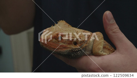 Veterinarian holding a bearded dragon lizard, examining its health and providing essential care. Focus on ensuring the well-being of this exotic pet during the checkup. 122509634