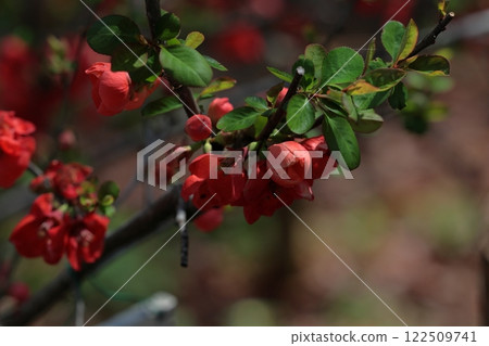 紅色模糊的花朵 122509741