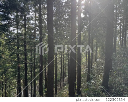 Cedar forest (January *Green Park Yoshimine, Tateyama Town, Toyama Prefecture) 122509834