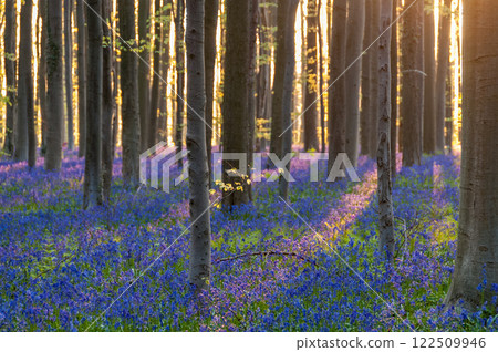 Sunrise illuminating bluebells 122509946