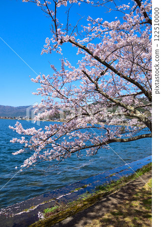 櫻花視圖Kaizu Osaki 櫻花視圖Kaizu Osaki 122510000