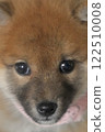 棕色柴犬臉部的特寫影像 122510008
