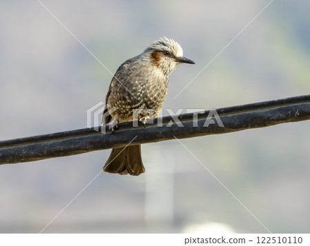 Bulbul perched on an electric wire 122510110