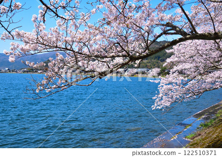 Cherry blossom view Kaizu Osaki 122510371