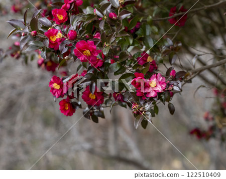 Sasanqua tree with lots of flowers in bloom Sasanqua tree with lots of flowers in bloom 122510409