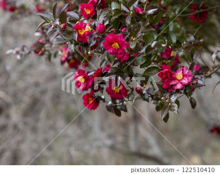 Sasanqua tree with lots of flowers in bloom Sasanqua tree with lots of flowers in bloom 122510410