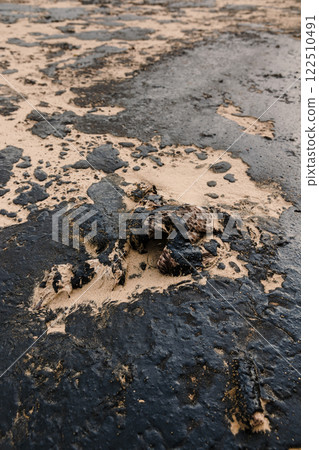 Dead sea bird died due to oil. Fuel oil on coastline after a tanker wreck. 122510491