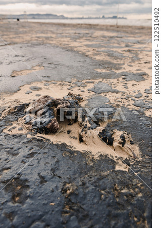 Dead seagull bird in oil. Oil in coastline after a tanker wreck. Dead seagull bird in oil. Oil in coastline after a tanker wreck. 122510492
