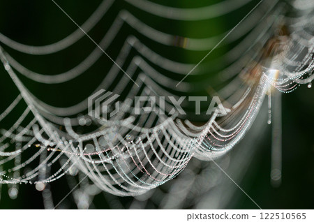 A close-up of a spider web shining with water droplets A close-up of a spider web shining with water droplets 122510565