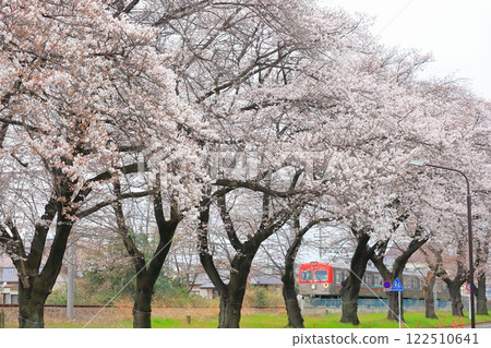 上毛電鐵“桐生棒球場前的櫻花樹和復古紅色火車” 122510641
