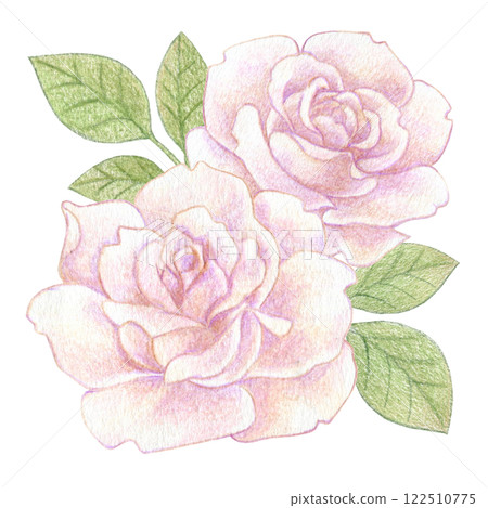 Pale pink rose flower colored pencil drawing illustration Pale pink rose flower colored pencil drawing illustration 122510775