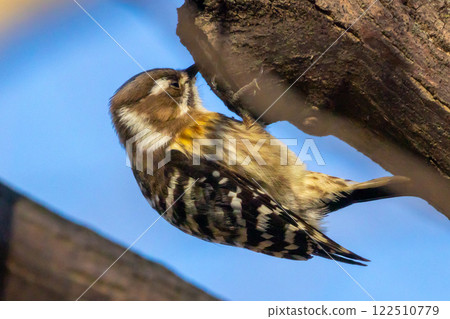 A Japanese Pygmy Woodpecker pecking at tree trunks around the landscaped pond (boat pond) at Kawagoe Aquatic Park, Ikebe, Kawagoe City, Saitama Prefecture 122510779