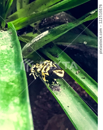 Yellow and black frog is sitting on a green leaf 122510876