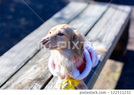 臘腸犬在公園散步 臘腸犬在公園散步 122511232