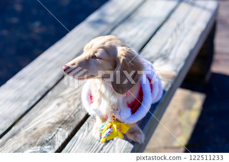臘腸犬在公園散步 122511233