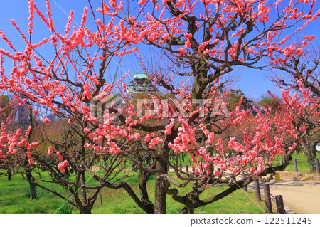 大阪城公園（大阪府大阪市）的梅花盛開 122511245