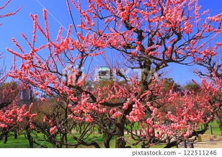 Plum blossoms (Mayabeni) blooming in Osaka Castle Park (Osaka City, Osaka Prefecture) 122511246