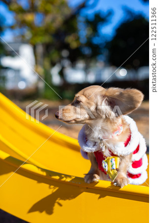 臘腸犬在公園散步 122511366