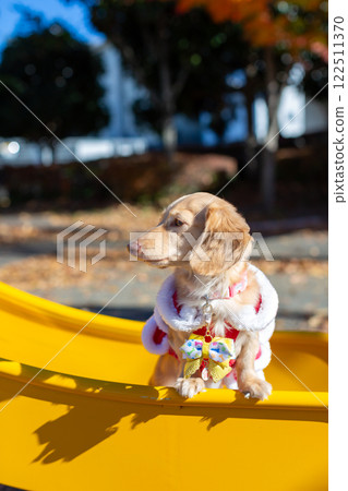 Dachshund taking a walk in the park 122511370