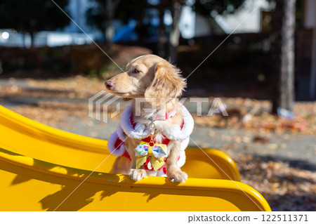 Dachshund taking a walk in the park 122511371