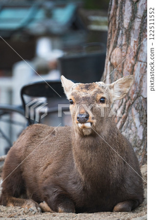 Wild deer 122511552