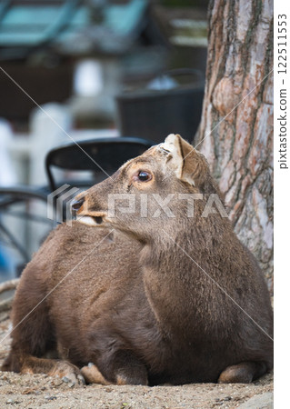 Wild deer 122511553
