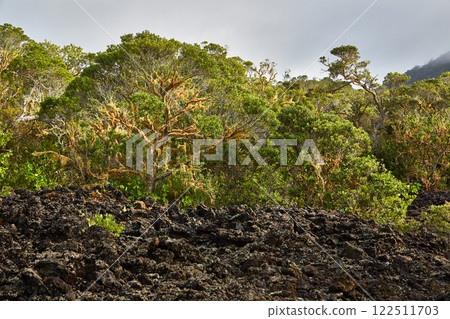 Volcanic landscape on Rangitoto island, New Zealand 122511703