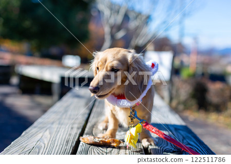 臘腸犬在公園散步 122511786