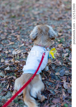 Kaninchen 臘腸犬在園區散步 122512000