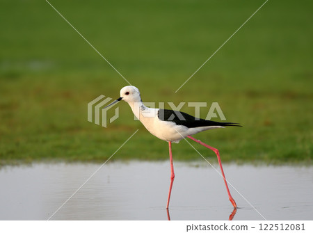 The black-winged stilt (Himantopus himantopus) 122512081
