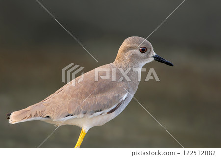 Generated image 122512082