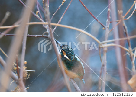 野生翠鳥 野生翠鳥 122512139