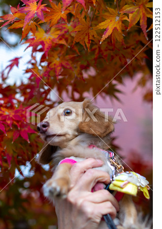 Kaninchen Dachshund walking in the park 122512153