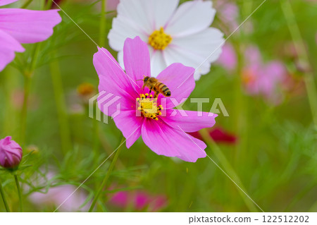 蜜蜂在波斯菊中尋找花蜜 122512202