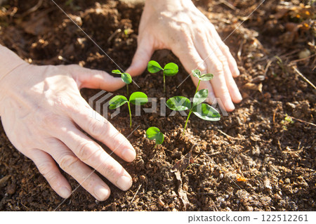 橘子發芽 122512261